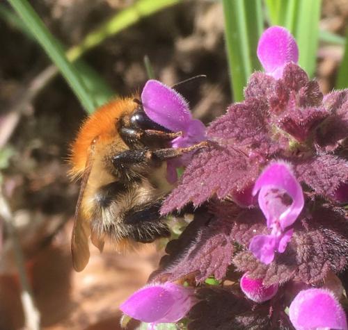 Réf. 277 491 : Bombus pascuorum